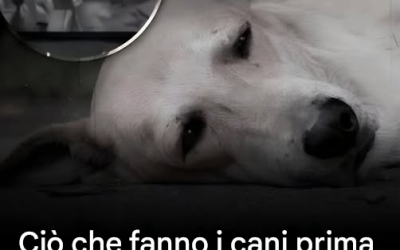 L’ultimo saluto ai cani