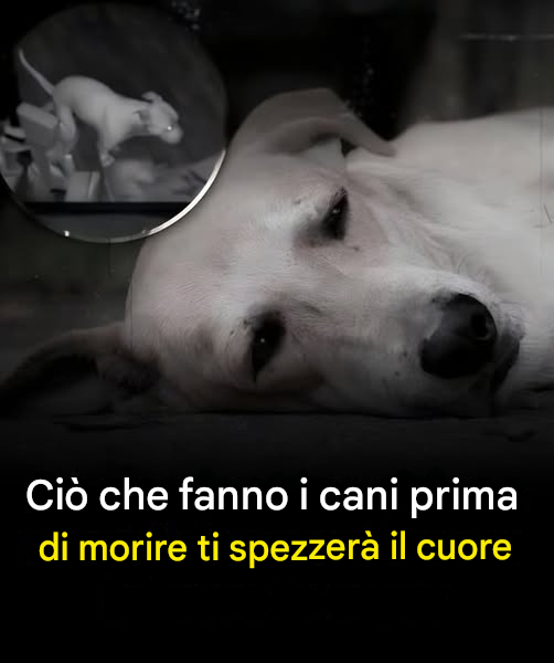 L’ultimo saluto ai cani