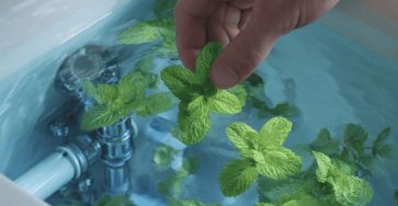 Perché la gente mette foglie di menta nel serbatoio del water, e forse dovresti farlo anche tu