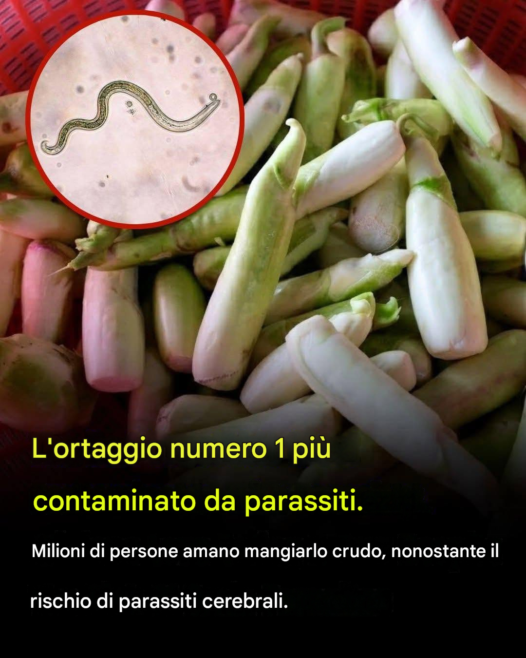 L’ortaggio che più probabilmente può essere portatore di parassiti è anche uno di quelli che molte persone consumano crudo.