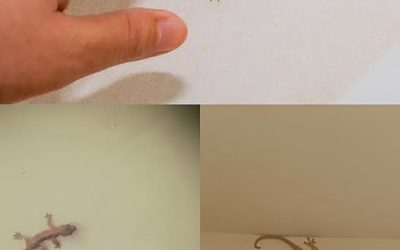 Lo sapevi che quando una lucertola visita casa tua, significa che… Vedi altro