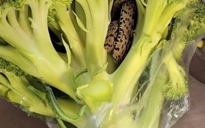 Scoperta inaspettata in un branco di broccoli da Aldi: un’avventura culinaria che ha cambiato tutto.