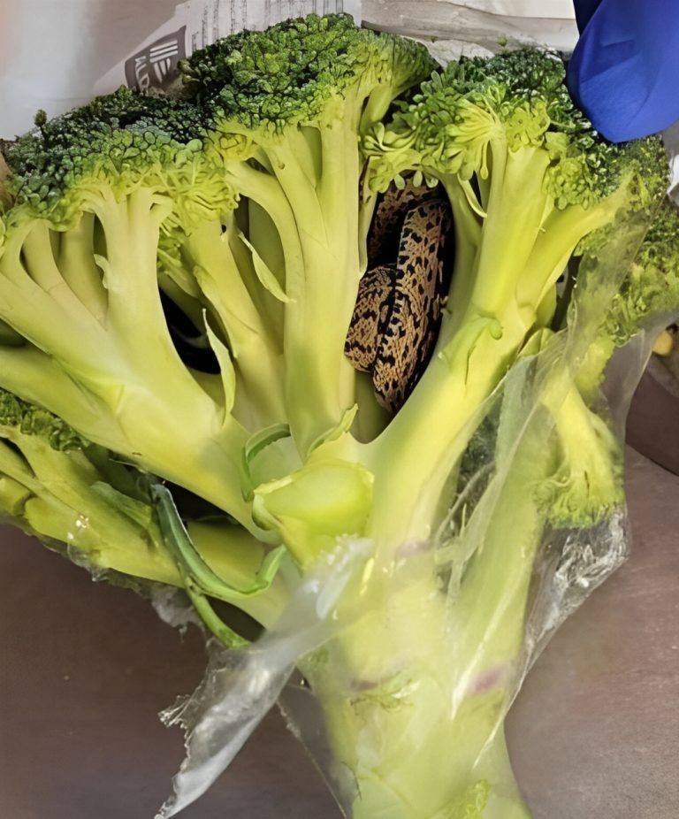 Scoperta inaspettata in un branco di broccoli da Aldi: un’avventura culinaria che ha cambiato tutto.