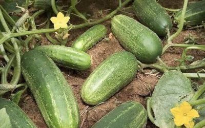I medici rivelano che mangiare cetrioli provoc
