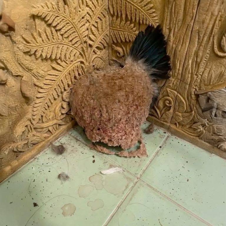 Siamo andati in vacanza per una settimana. Al nostro ritorno, abbiamo trovato questo in bagno. È la prima volta in vita mia che vedo una cosa del genere e, onestamente, non ho la minima idea di cosa sia. Qualcuno sa di cosa si tratta? La risposta è nel primo commento.