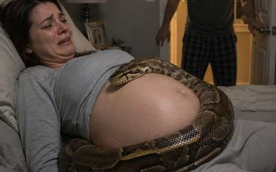 Una donna incinta dormiva ogni notte accanto al suo enorme serpente domestico, e il rettile si raggomitolava sempre intorno al suo addome, senza mai muoversi di un millimetro. Ma durante un controllo di routine, il medico notò qualcosa di strano nell’ecografia ed era a un passo dal togliere il dispositivo dalle mani dell’orrore