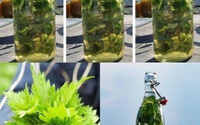 “L’ortica nell’alcol è più forte di qualsiasi medicina”, ha detto mio nonno. “Ricorda questa ricetta per il resto della tua vita!”