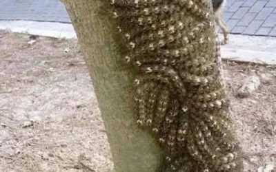 Ciò che mia figlia ha quasi toccato avrebbe potuto costarle la vita: non ignorare mai questo segnale in natura.