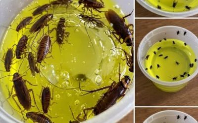 Mosche e scarafaggi stanno invadendo la tua casa?🪰🚫Questo trucco semplice ed economico potrebbe aiutarti a liberartene rapidamente, senza ricorrere a prodotti costosi. Facile da preparare con pochi ingredienti di uso comune, è diventata una delle soluzioni preferite da molte persone per creare un ambiente interno più piacevole. Scopri il metodo completo nel primo commento.👇👇👇