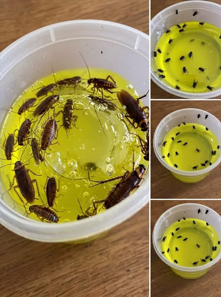 Mosche e scarafaggi stanno invadendo la tua casa?🪰🚫Questo trucco semplice ed economico potrebbe aiutarti a liberartene rapidamente, senza ricorrere a prodotti costosi. Facile da preparare con pochi ingredienti di uso comune, è diventata una delle soluzioni preferite da molte persone per creare un ambiente interno più piacevole. Scopri il metodo completo nel primo commento.👇👇👇