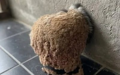 # Al ritorno dalle vacanze, abbiamo scoperto una sorpresa inaspettata nel nostro bagno.
