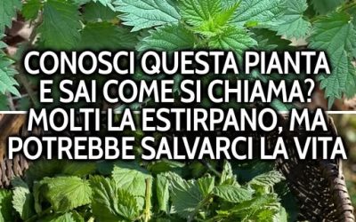 Forse l’hai già calpestata o eliminata senza pensarci troppo. 🌿 Molti la trattano come un’erbaccia, ma in passato veniva raccolta proprio per essere usata per via delle suep proprietà. Te lo spiego nel primo commento 👇