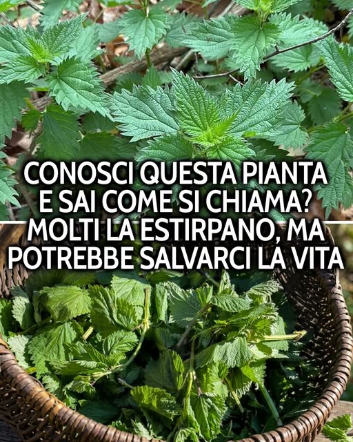 Forse l’hai già calpestata o eliminata senza pensarci troppo. 🌿 Molti la trattano come un’erbaccia, ma in passato veniva raccolta proprio per essere usata per via delle suep proprietà. Te lo spiego nel primo commento 👇