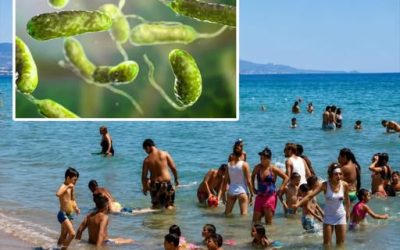Batterio mangia-carne, è allarme: chi fa il bagno in mare…Altro…