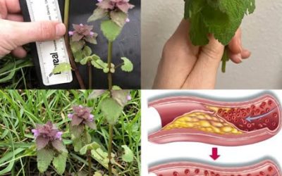 Non estirpatela più dal vostro giardino! Quella che molti considerano una semplice erba infestante, in realtà vale quanto l’oro.