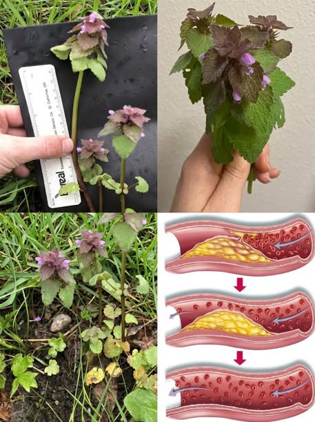 Non estirpatela più dal vostro giardino! Quella che molti considerano una semplice erba infestante, in realtà vale quanto l’oro.