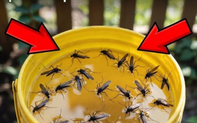 Costruisci questa trappola una sola volta e non dovrai più preoccuparti delle zanzare.
