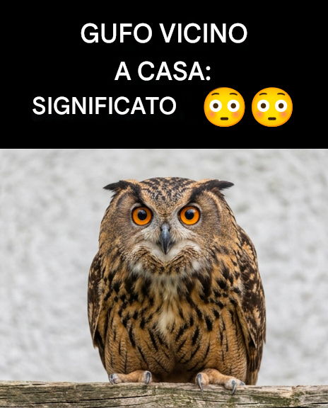 Sai cosa significa se un gufo appare vicino a te?