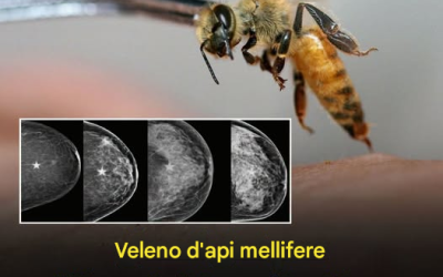 🧬 Una straordinaria ricerca sull’utilizzo del veleno d’api potrebbe aprire un nuovo capitolo nella lotta contro il cancro al seno  💬 Inaspettato: il veleno d’api torna alla ribalta