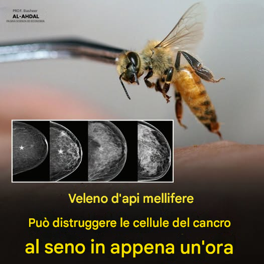 🧬 Una straordinaria ricerca sull’utilizzo del veleno d’api potrebbe aprire un nuovo capitolo nella lotta contro il cancro al seno  💬 Inaspettato: il veleno d’api torna alla ribalta