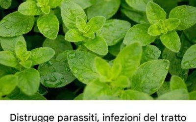 È una delle piante più potenti al mondo.