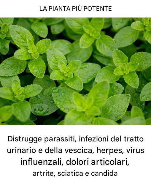 È una delle piante più potenti al mondo.