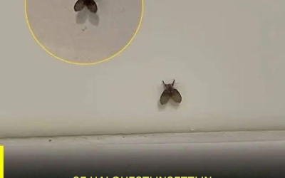 Non sapevo cosa fosse. Guarda il primo commento…