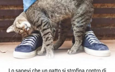 Perché il tuo gatto si strofina contro di te?  “Pensi che sia normale? Guarda qui.” Leggi il primo commento qui sotto ⬇️