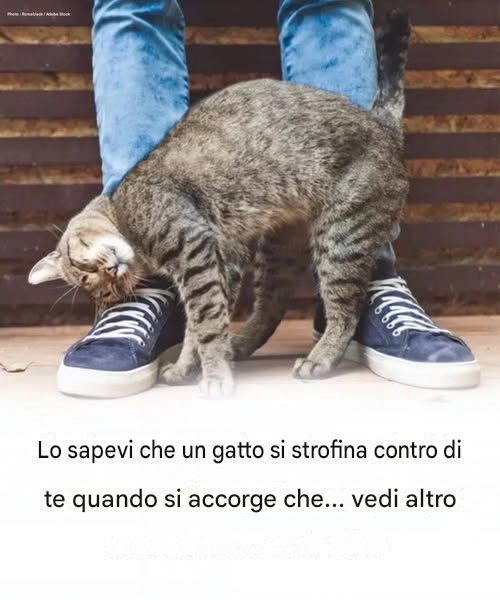 Perché il tuo gatto si strofina contro di te?  “Pensi che sia normale? Guarda qui.” Leggi il primo commento qui sotto ⬇️