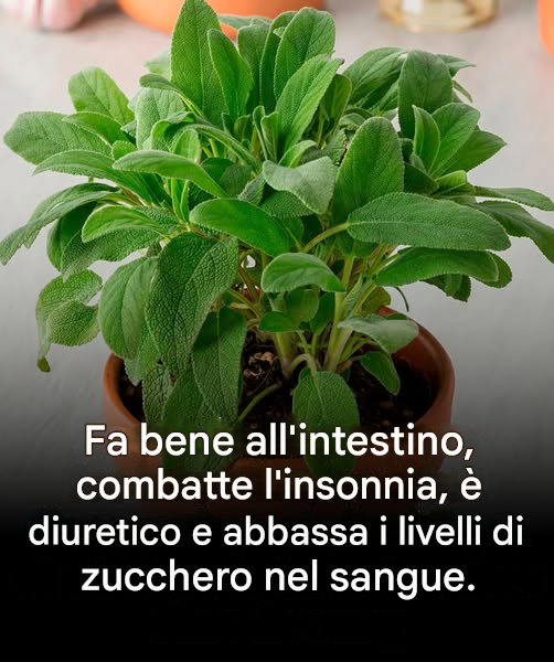 🌿 La pianta essenziale in cucina!  È antiossidante, antibatterica, favorisce la digestione e aiuta a combattere tosse e raffreddore 😮 Un vero alleato naturale, profumato e ricco di benefici 👇