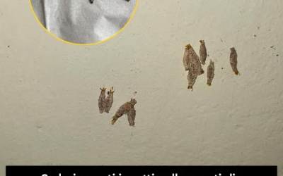 Non sapevo cosa fosse.😨Guarda il primo commento…