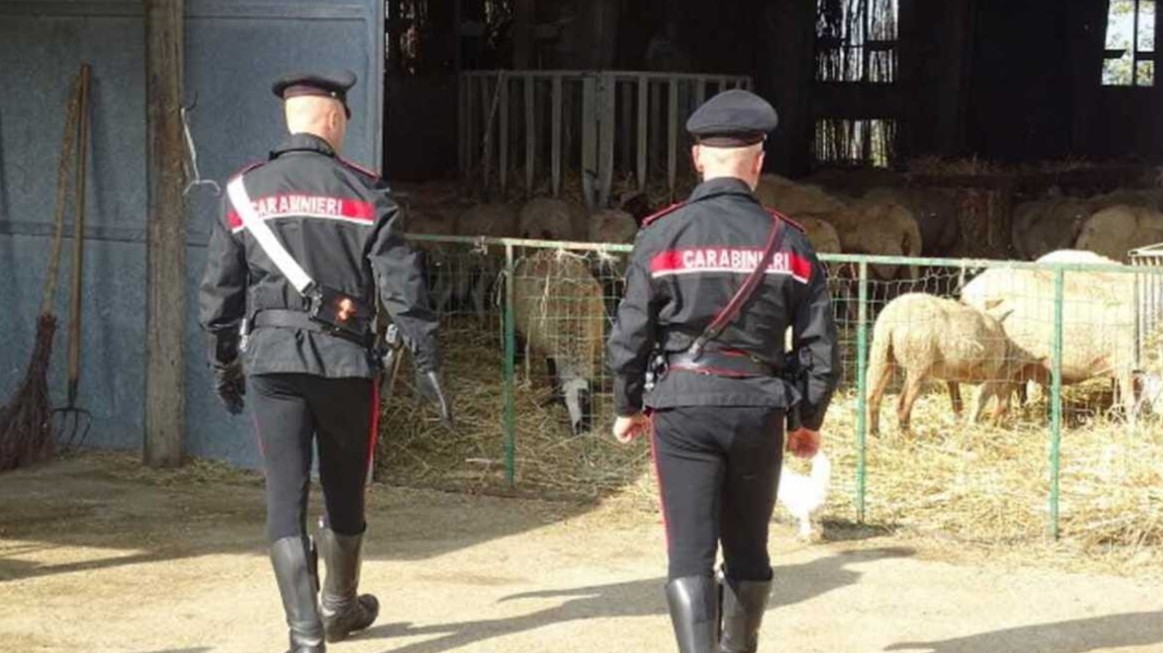 😳 Va nell’ovile con 3 uomini: le stavano s.. Altro…