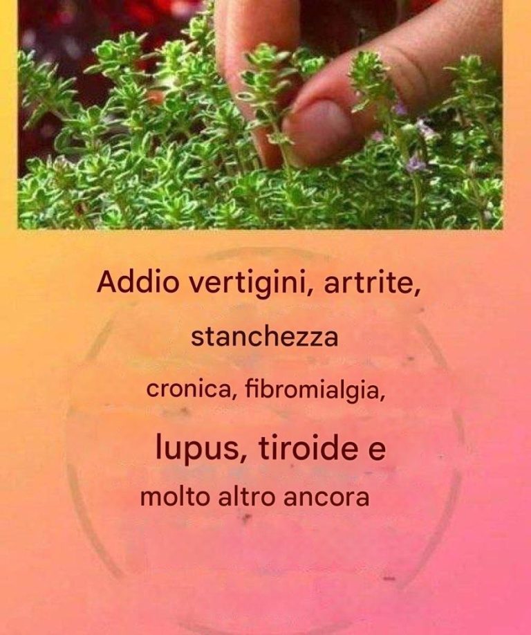 Questo è un vero e proprio “tè di Dio” in quanto cura l’artrite, il lupus, le vertigini, i problemi alla tiroide e la stanchezza cronica