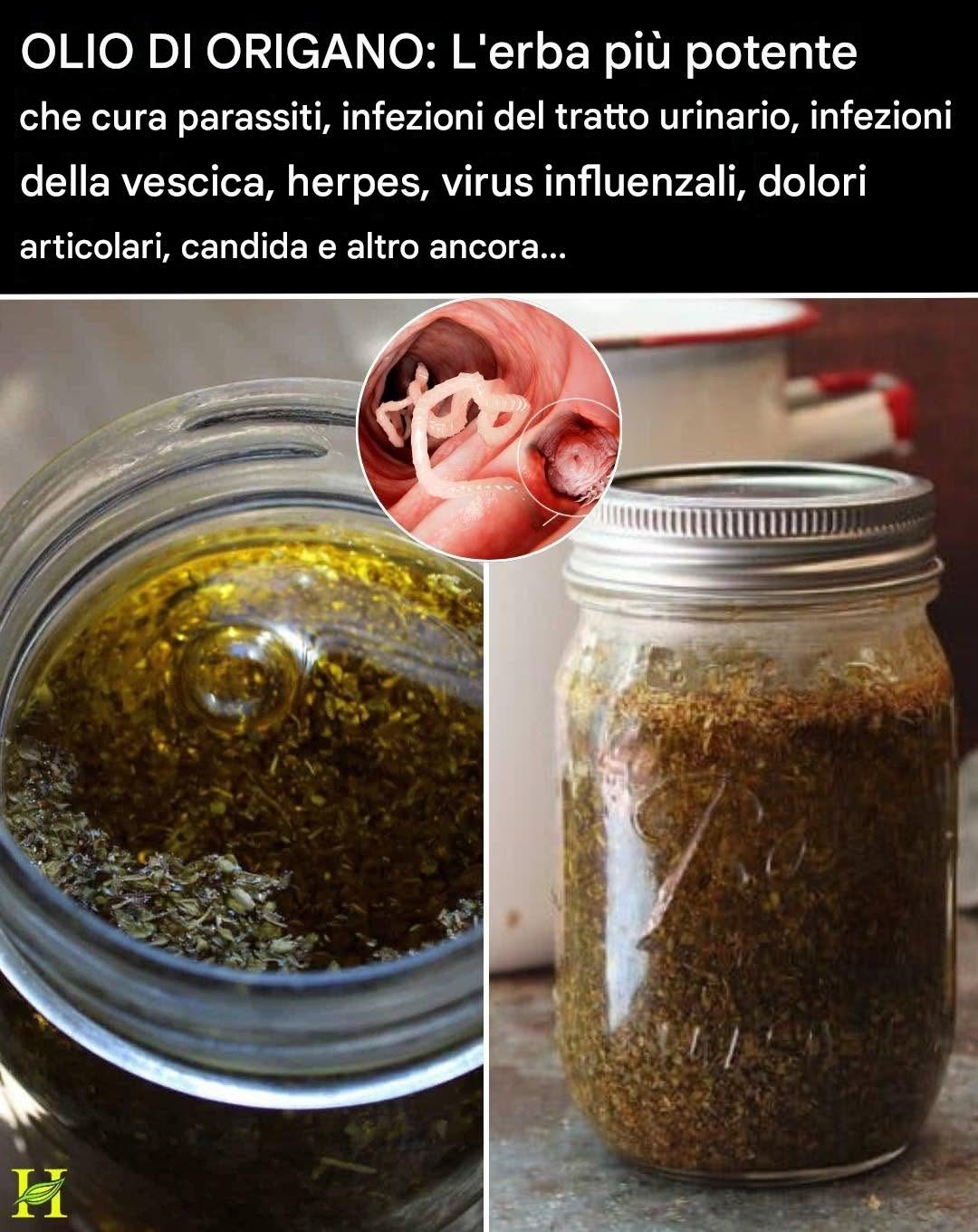 Come preparare l’olio di origano e a cosa serve comunemente.