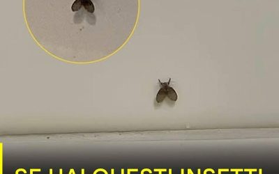 La mosca del bagno che compare in molte case e cosa potrebbe indicarne la presenza