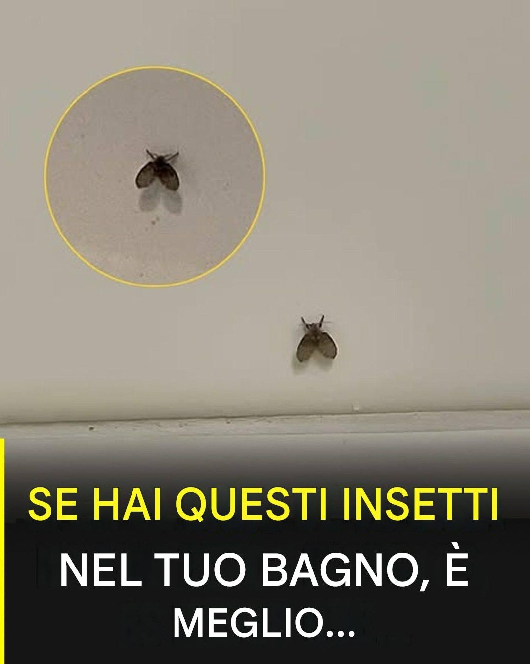 La mosca del bagno che compare in molte case e cosa potrebbe indicarne la presenza