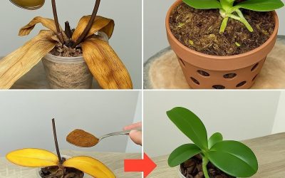 Spargi 1 cucchiaio sulle radici morte dell’orchidea! Risvegliata all’improvviso, fiorisce tutto l’anno.