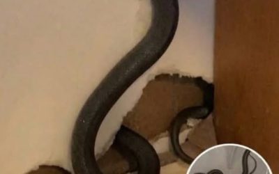 Stava raccogliendo verdure nel suo orto quando una donna ha perso la vita, divorata da un serpente