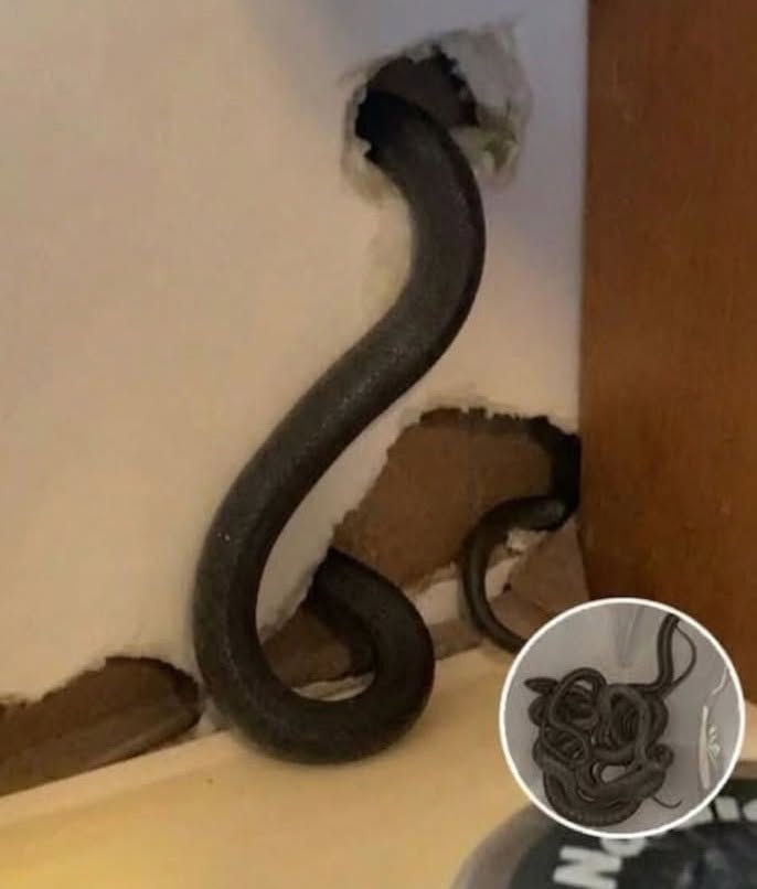 Stava raccogliendo verdure nel suo orto quando una donna ha perso la vita, divorata da un serpente