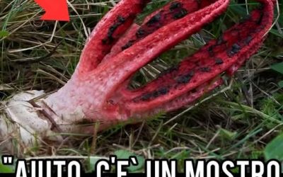 Chiama la polizia che scopre l’assurda verità: era un p…Altro…