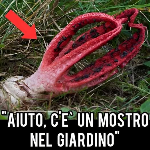 Chiama la polizia che scopre l’assurda verità: era un p…Altro…