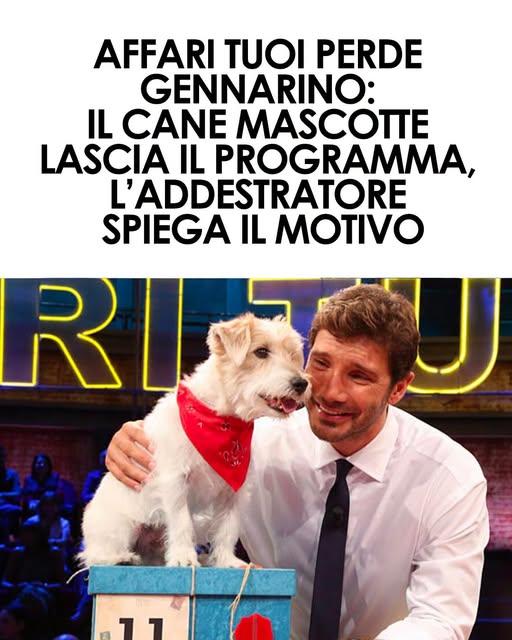 Gennarino non sarà nella nuova edizione di Affari Tuoi. L’addestratore Massimo Perla spiega perché il cane mascotte resterà a casa⬇️