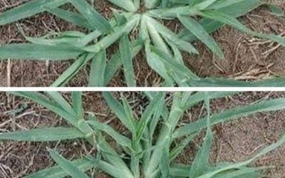Se questa pianta compare nel vostro giardino, non estirpatela mai.