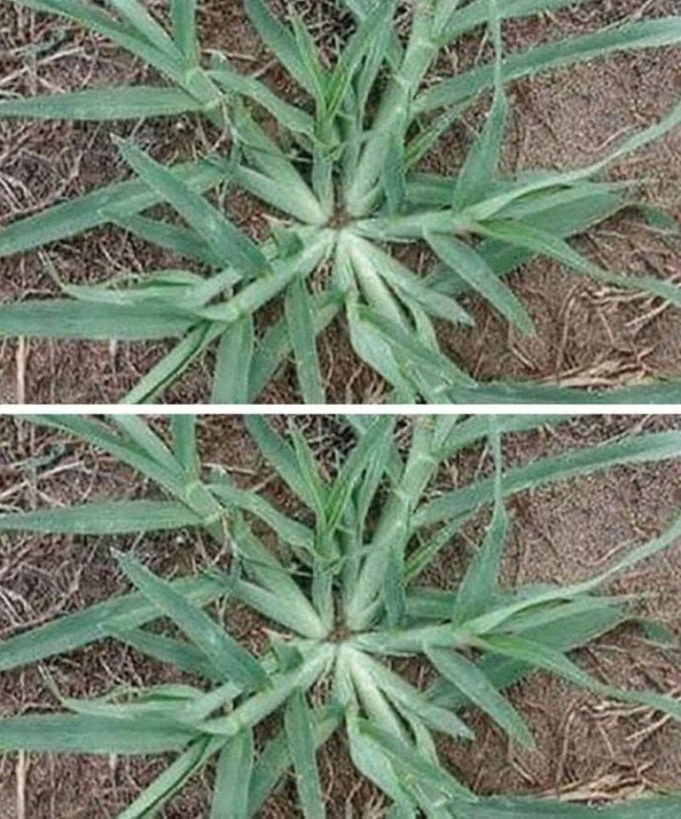 Se questa pianta compare nel vostro giardino, non estirpatela mai.