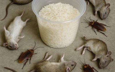 Sbarazzati di ratti e scarafaggi con questo metodo . Segni sospetti in cucina? Graffi notturni? Niente panico: non sei solo. Ratti, topi e altri ospiti indesiderati a volte compaiono all’improvviso… ma esistono soluzioni naturali, economiche e delicate per tenerli lontani. Quando hai bambini o animali domestici in casa, usare prodotti chimici aggressivi o trappole può essere difficile. Fortunatamente, un rimedio casalingo sicuro può fare miracoli, regalandoti una tranquillità senza pari.  Ingredienti Cosa ti serve: tre ingredienti di uso quotidiano Questa ricetta potrebbe sorprenderti, ma si è già dimostrata efficace in molte case: