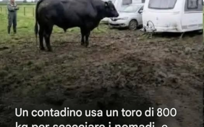 Libera un toro di 800 kg… pochi secondi dopo, tutto va storto.