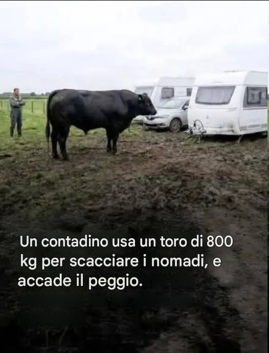 Libera un toro di 800 kg… pochi secondi dopo, tutto va storto.