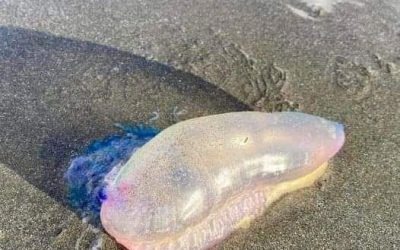 Se quest’estate vedete questa bellissima cosa viola portata a riva dalla corrente, NON toccatela.commento