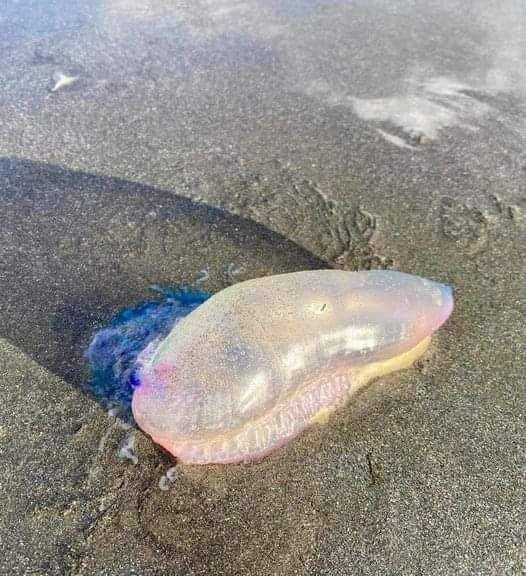 Se quest’estate vedete questa bellissima cosa viola portata a riva dalla corrente, NON toccatela.commento