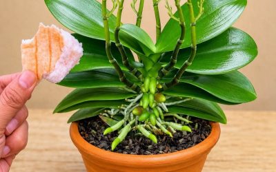 Posiziona un pezzo sotto un’orchidea: spunteranno 100 nuovi germogli e la pianta fiorirà tutto l’anno!